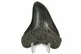 Fossil Megalodon Tooth - South Carolina #125341-2